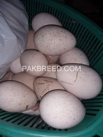turky-egg-available-for-sale-in-hafizabad-big-0