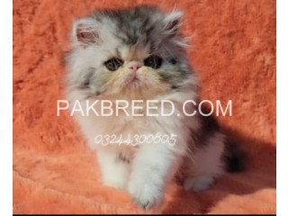 Cat for sale in Karachi
