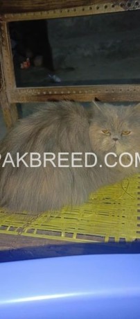 persion-female-cat-for-sale-in-jhang-big-0