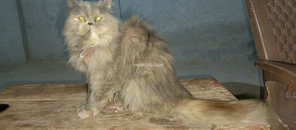 persion-female-cat-for-sale-in-jhang-big-1