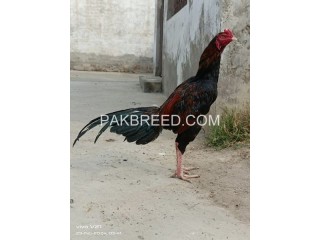 Beautiful Pure Aseel Long Tail Fighter Bloodline Patha For Sale