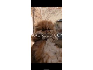 Pure Persian Fluffy Kitten Available in FSD