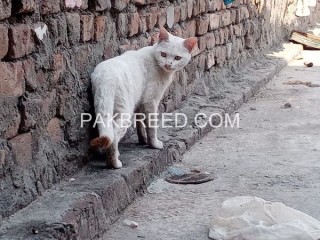White Adult male cat for sale in Rawalpindi