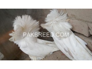 Pigeons for sale in Faisalabad