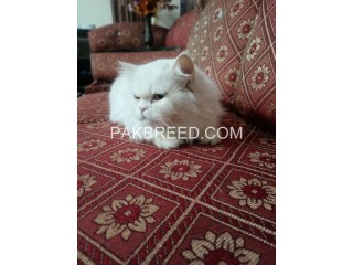 Breeder persian cats for urgent sale in Islamabad