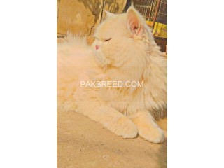 Punch face triple coated stud male cat for sale