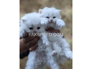 Pure White Triple coated cat pair for sale in Karachi
