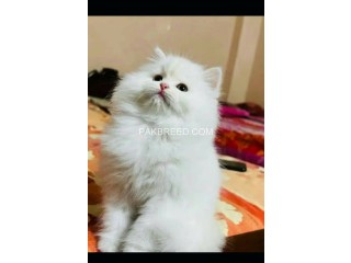 Persion Kitten