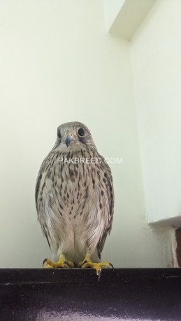 kestrel-falcons-for-sale-big-1