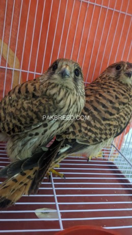 kestrel-falcons-for-sale-big-3