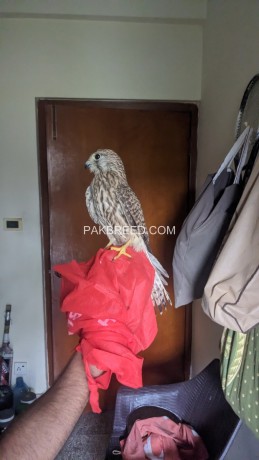 kestrel-falcons-for-sale-big-0