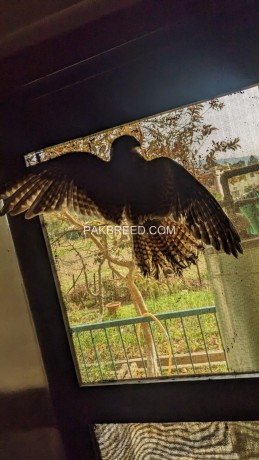 kestrel-falcons-for-sale-big-2