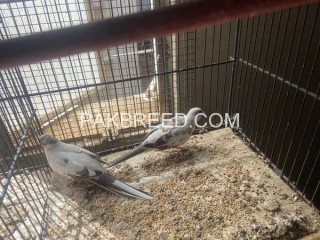 Pied Dove Breader Pairs Available in Karachi