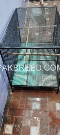 12-number-wire-cage-for-sale-in-multan-for-raw-ring-neck-for-love-birds-big-3