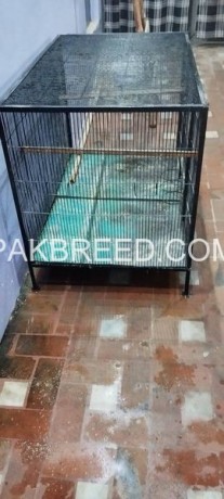12-number-wire-cage-for-sale-in-multan-for-raw-ring-neck-for-love-birds-big-0