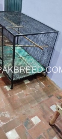 12-number-wire-cage-for-sale-in-multan-for-raw-ring-neck-for-love-birds-big-2