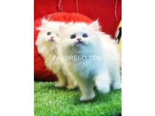 Pure Persion cat pair for sale
