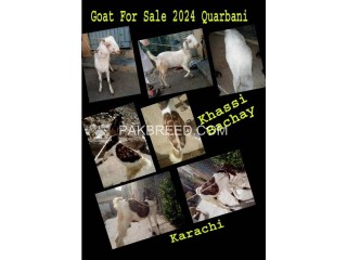 Qurbani janwer for sale in Karachi