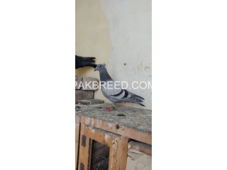 Racer chick for sale in Peshawar