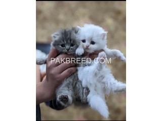 Kitten pair available for sale in Karachi