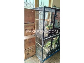 8 parrots with cage and breeding box for sale in Lahore