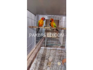 Sun conure high red factor breeder pair for sale