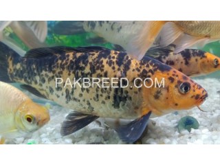 04 pice 15" inch size fish for sale rawalpindi islamabad