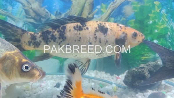 04-pice-15-inch-size-fish-for-sale-rawalpindi-islamabad-big-3