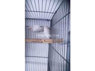 2 piece of albino red eyes lovebird with cage