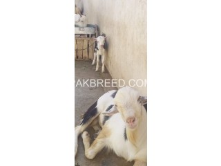 Goats for sale in Karachi