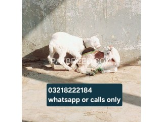 2 pure Teddy Male kids white eyea for sale in Karachi