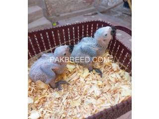 Grey parrot chicks up for sale in Multan