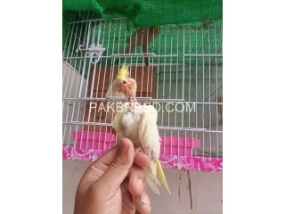 Common Cocktail Chick for sale in Rawalpindi