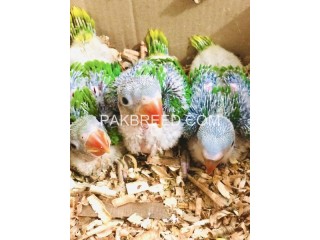 3 Raw jumbo size chicks looking for new shelter