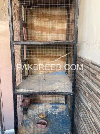 solid-iron-cage-for-sale-in-lahore-big-1