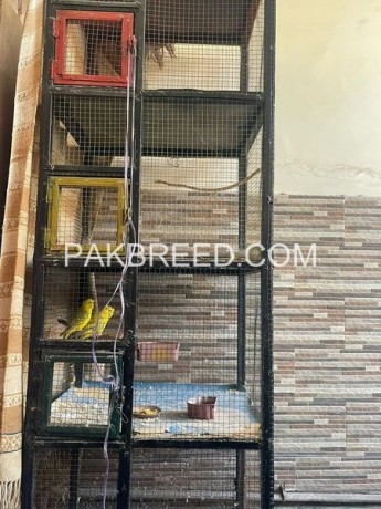 solid-iron-cage-for-sale-in-lahore-big-0