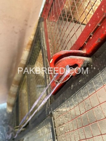 solid-iron-cage-for-sale-in-lahore-big-2