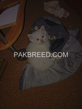 kittens-for-sale-in-islamabad-big-1