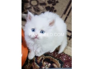 Persian Kitten's Male female Both pure Persian cat for sale