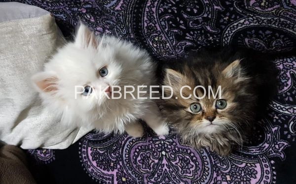 persian-kittens-male-female-both-pure-persian-cat-for-sale-big-2