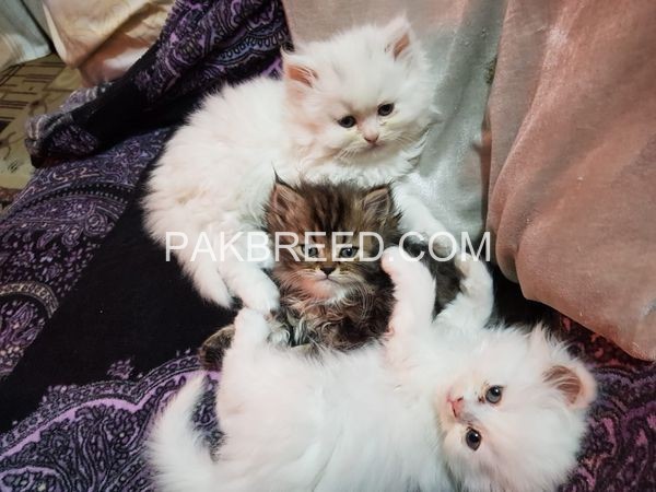 persian-kittens-male-female-both-pure-persian-cat-for-sale-big-1