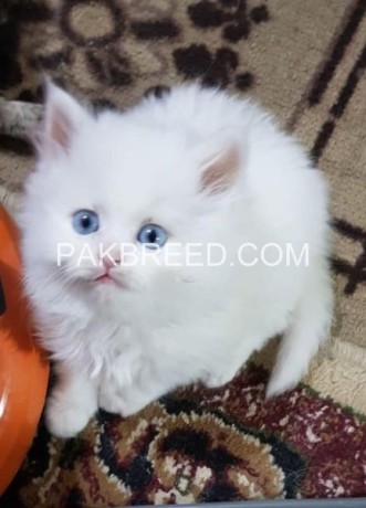 persian-kittens-male-female-both-pure-persian-cat-for-sale-big-0