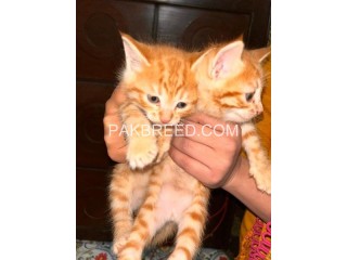 Kitten for adoption in Rawalpindi