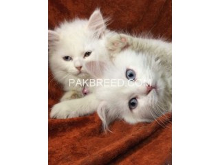 Persian kitten pair For sale