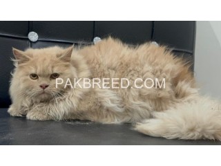 BEAUTIFUL PERSIAN CATS/ KITTENS ? AVAILABLE