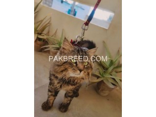 "Oreo" Turkish male cat for sale in Karachi