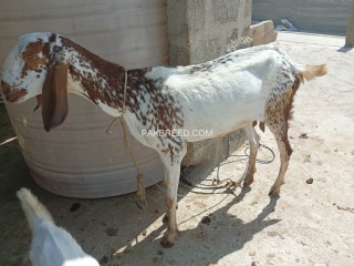 Makhi cheena goat female 4 danth with 2 baby 3 month