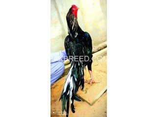 Aseel birds for sale in Faisalabad