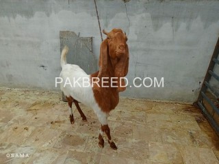 Qurbani janwer is available in Karachi