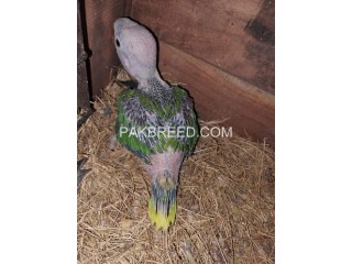 Parrot chick for sale in Toba Tek singh